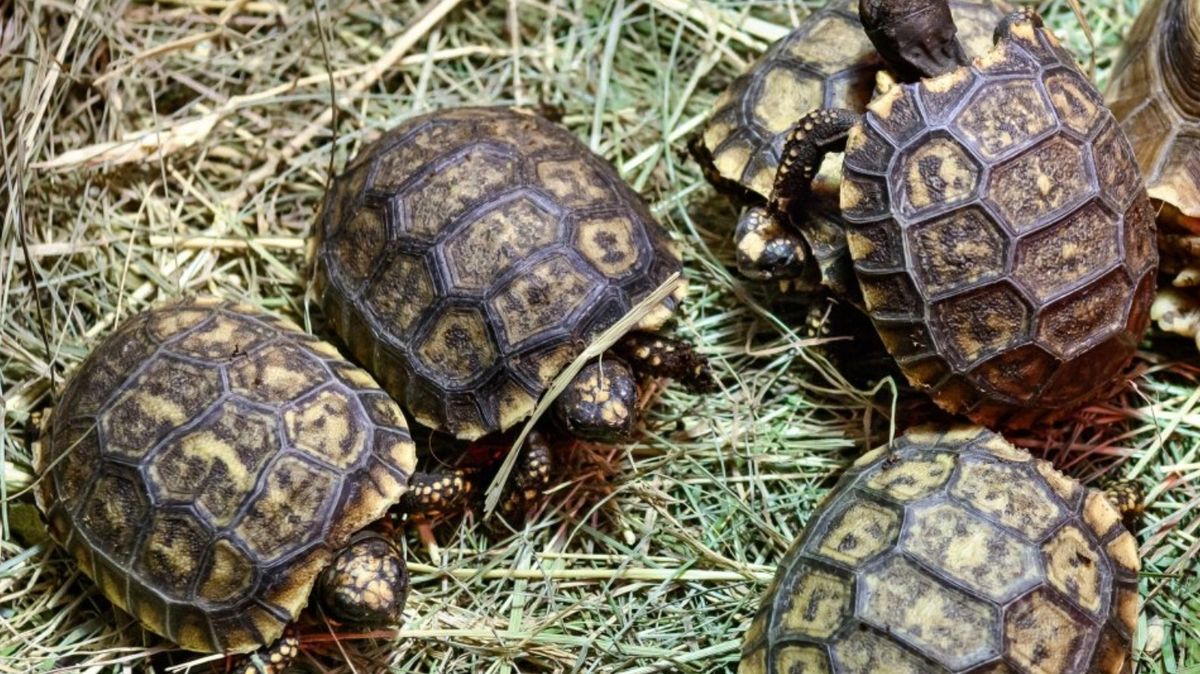 Zlínská zoo chystá výstavbu expozic pro želvy a malé savce damany